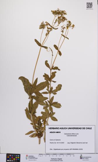 Calceolaria biflora [Espécimen: UCH:AGUCH:0049815]