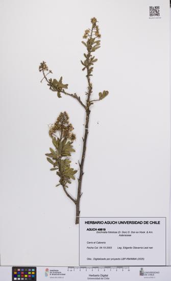 Gochnatia foliolosa [Espécimen: UCH:AGUCH:0049819]