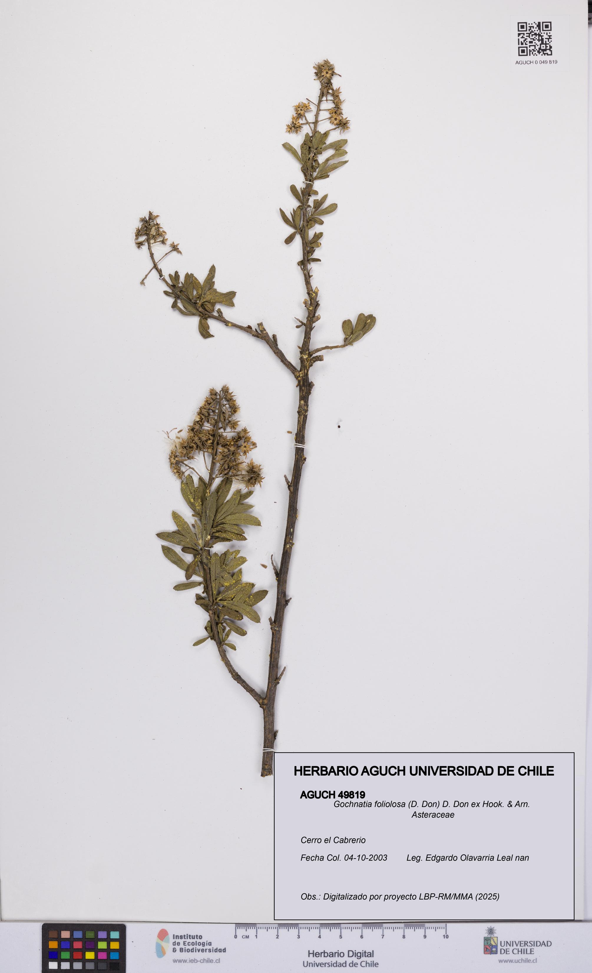 Gochnatia foliolosa [Espécimen: UCH:AGUCH:0049819]