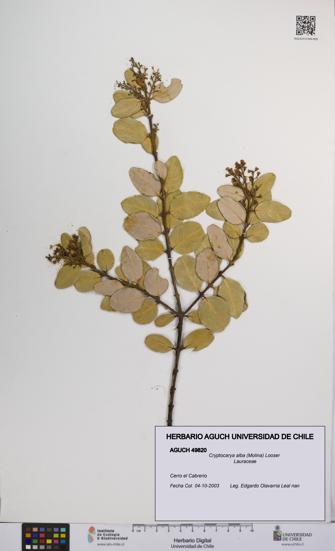 Cryptocarya alba [Espécimen: UCH:AGUCH:0049820]