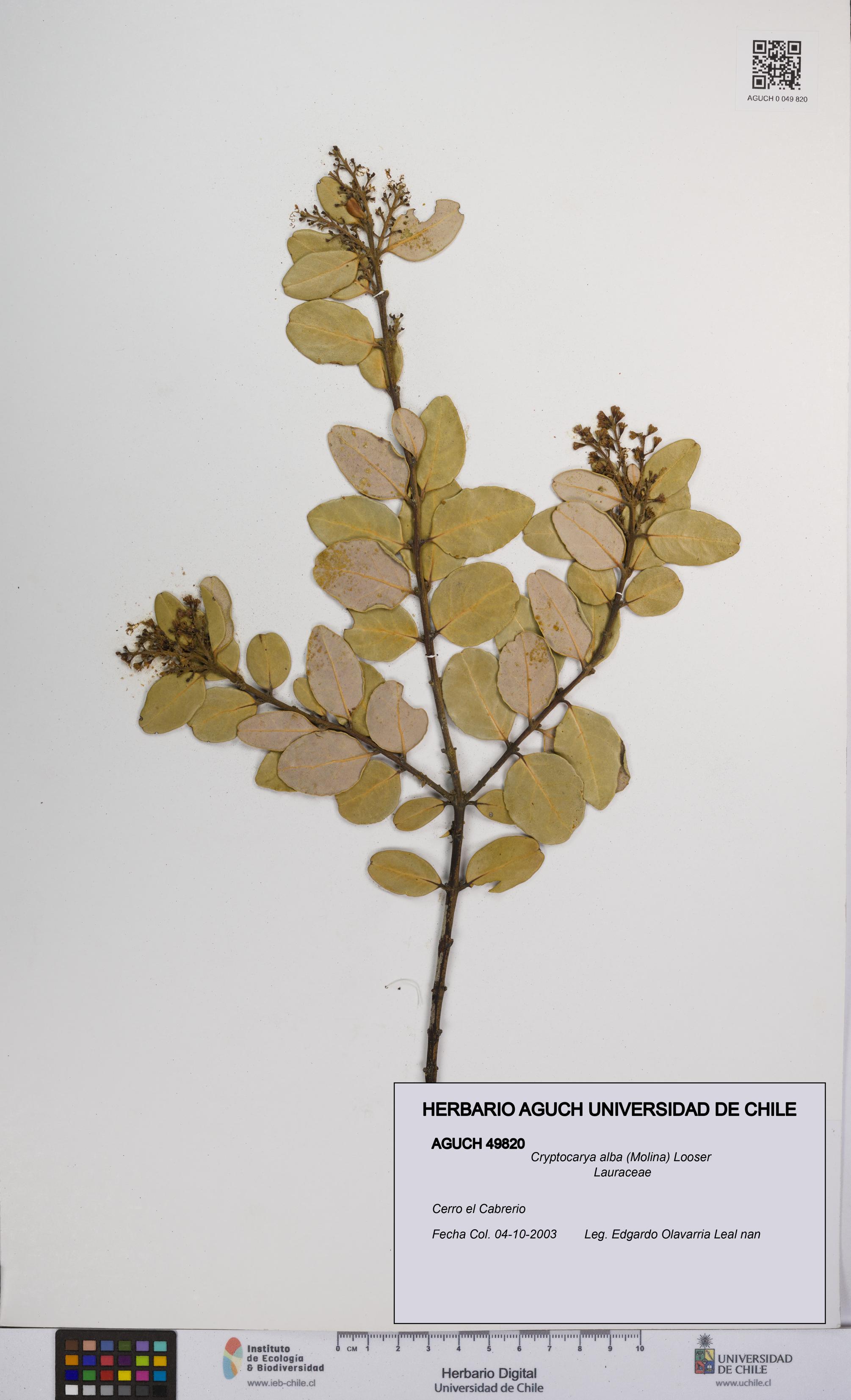 Cryptocarya alba [Espécimen: UCH:AGUCH:0049820]