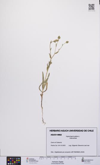 Hypochaeris glabra [Espécimen: UCH:AGUCH:0049822]