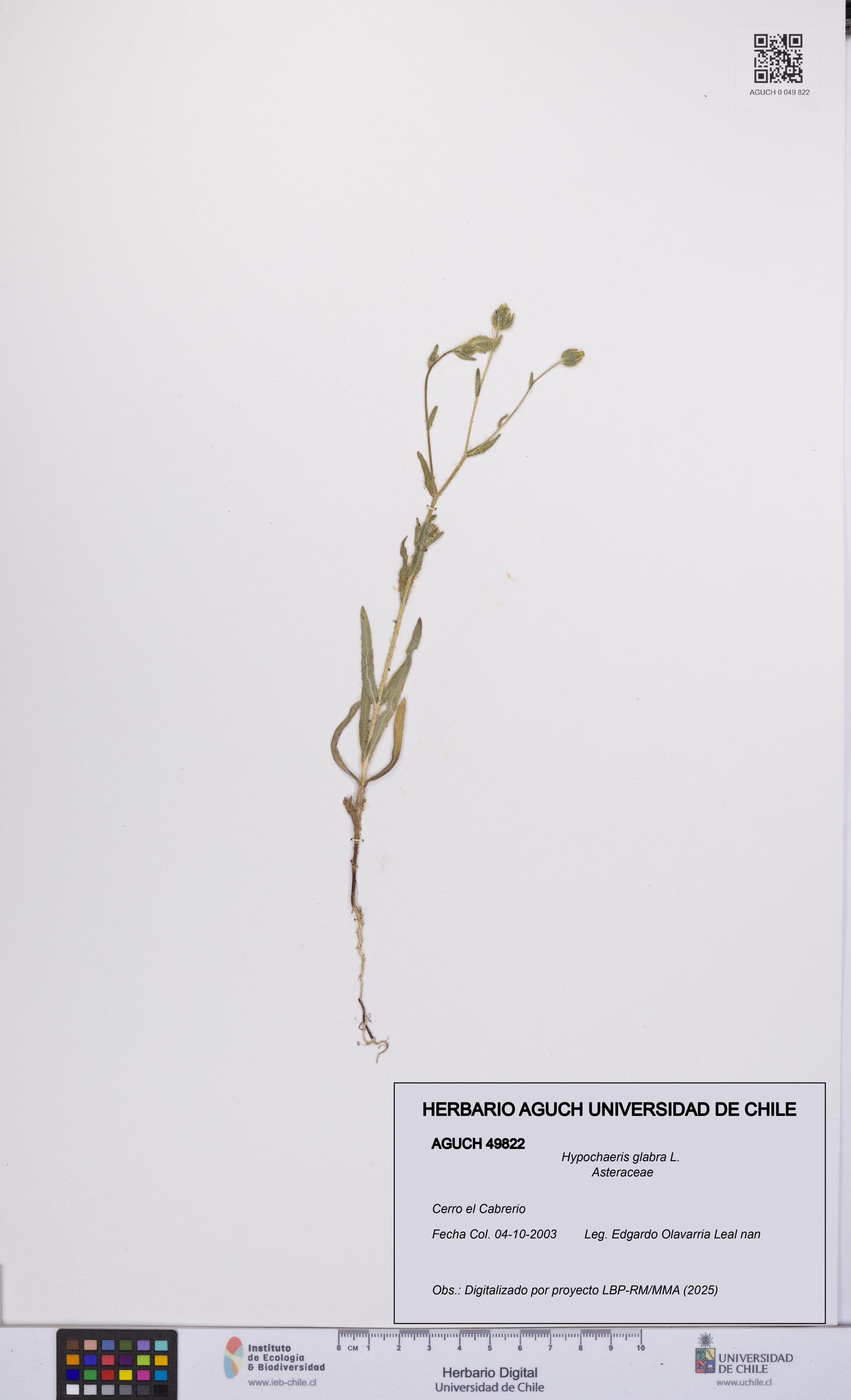Hypochaeris glabra [Espécimen: UCH:AGUCH:0049822]