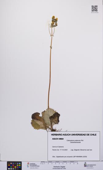 Calceolaria pratensis [Espécimen: UCH:AGUCH:0049824]