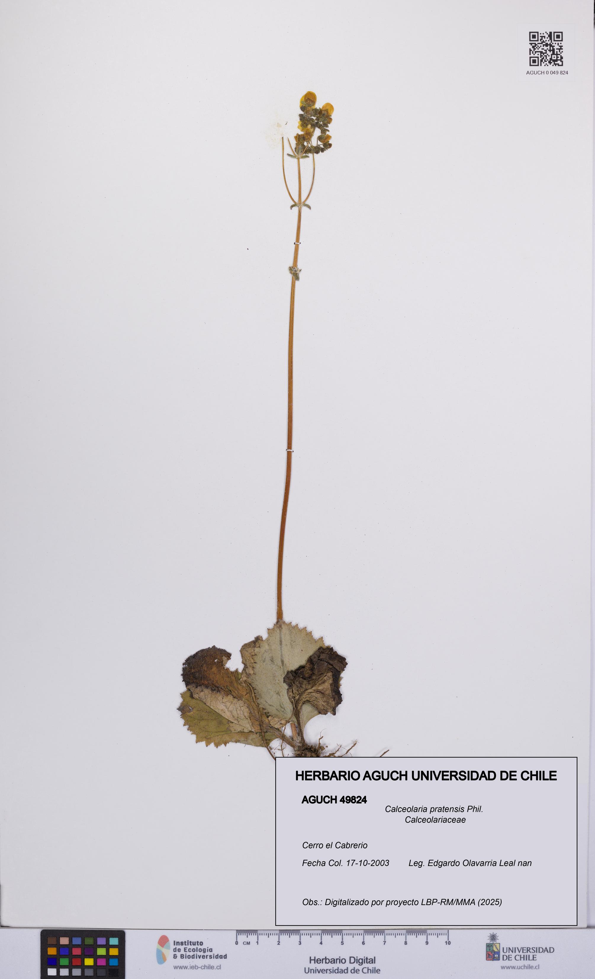 Calceolaria pratensis [Espécimen: UCH:AGUCH:0049824]