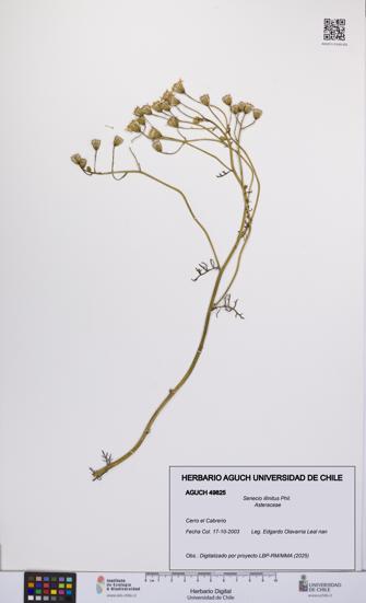 Senecio illinitus [Espécimen: UCH:AGUCH:0049825]