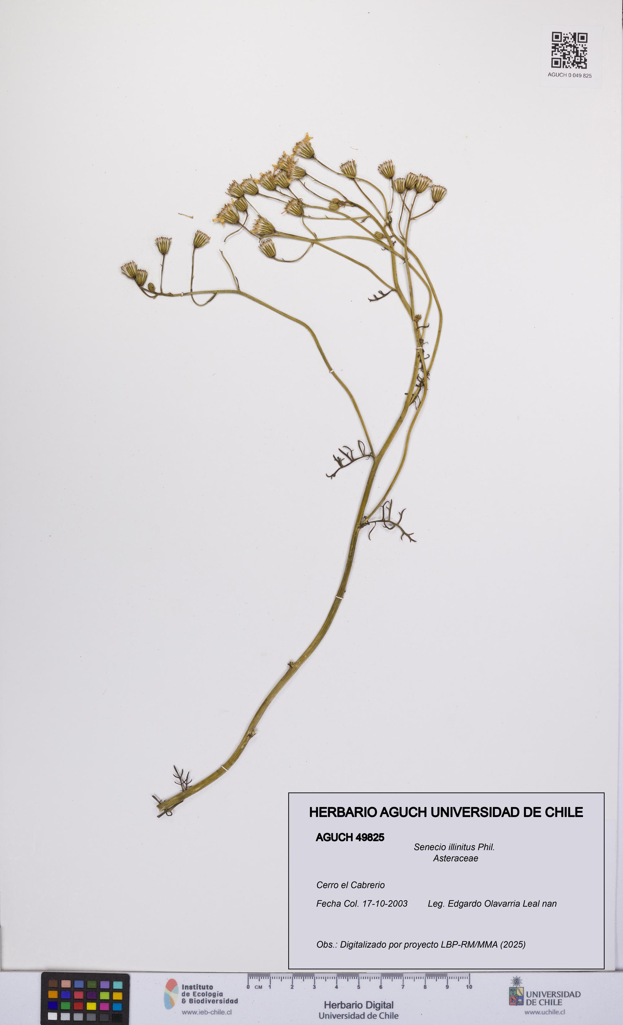 Senecio illinitus [Espécimen: UCH:AGUCH:0049825]