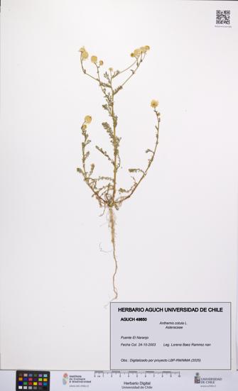 Anthemis cotula [Espécimen: UCH:AGUCH:0049850]