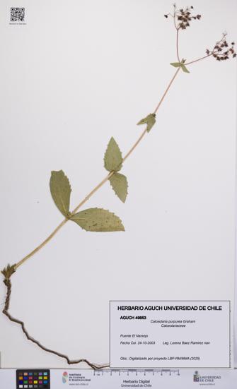 Calceolaria purpurea [Espécimen: UCH:AGUCH:0049853]