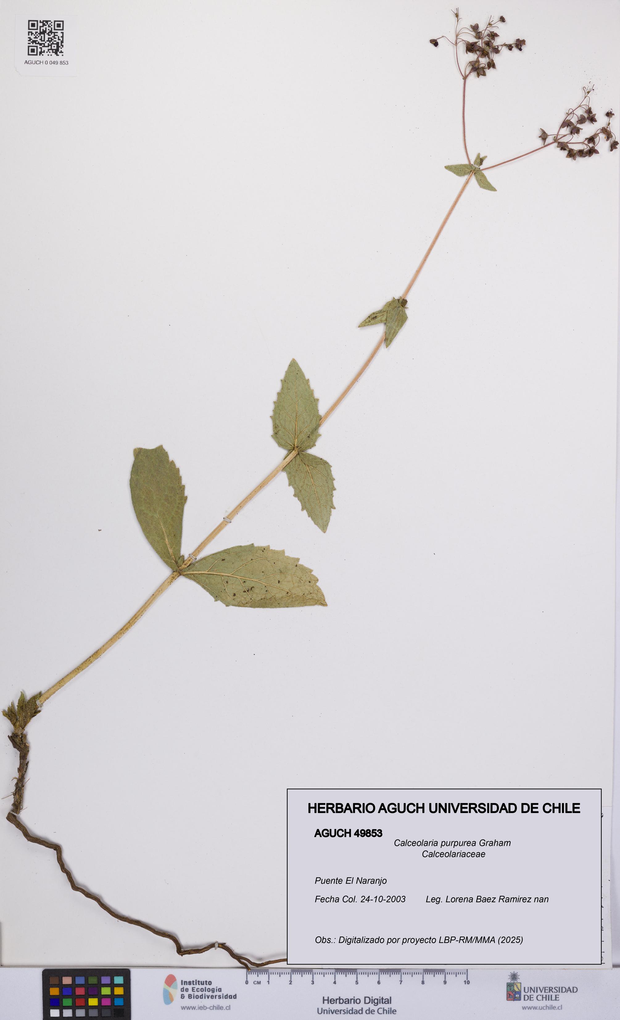 Calceolaria purpurea [Espécimen: UCH:AGUCH:0049853]