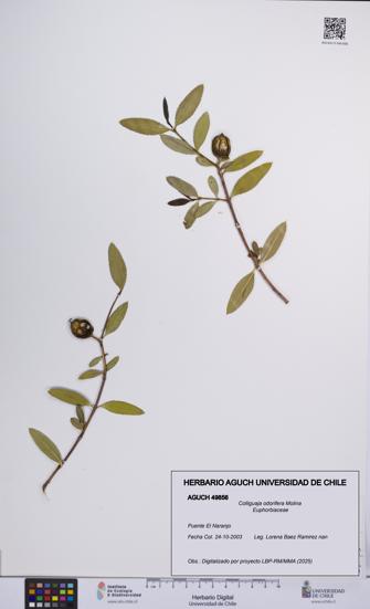 Colliguaja odorifera [Espécimen: UCH:AGUCH:0049856]