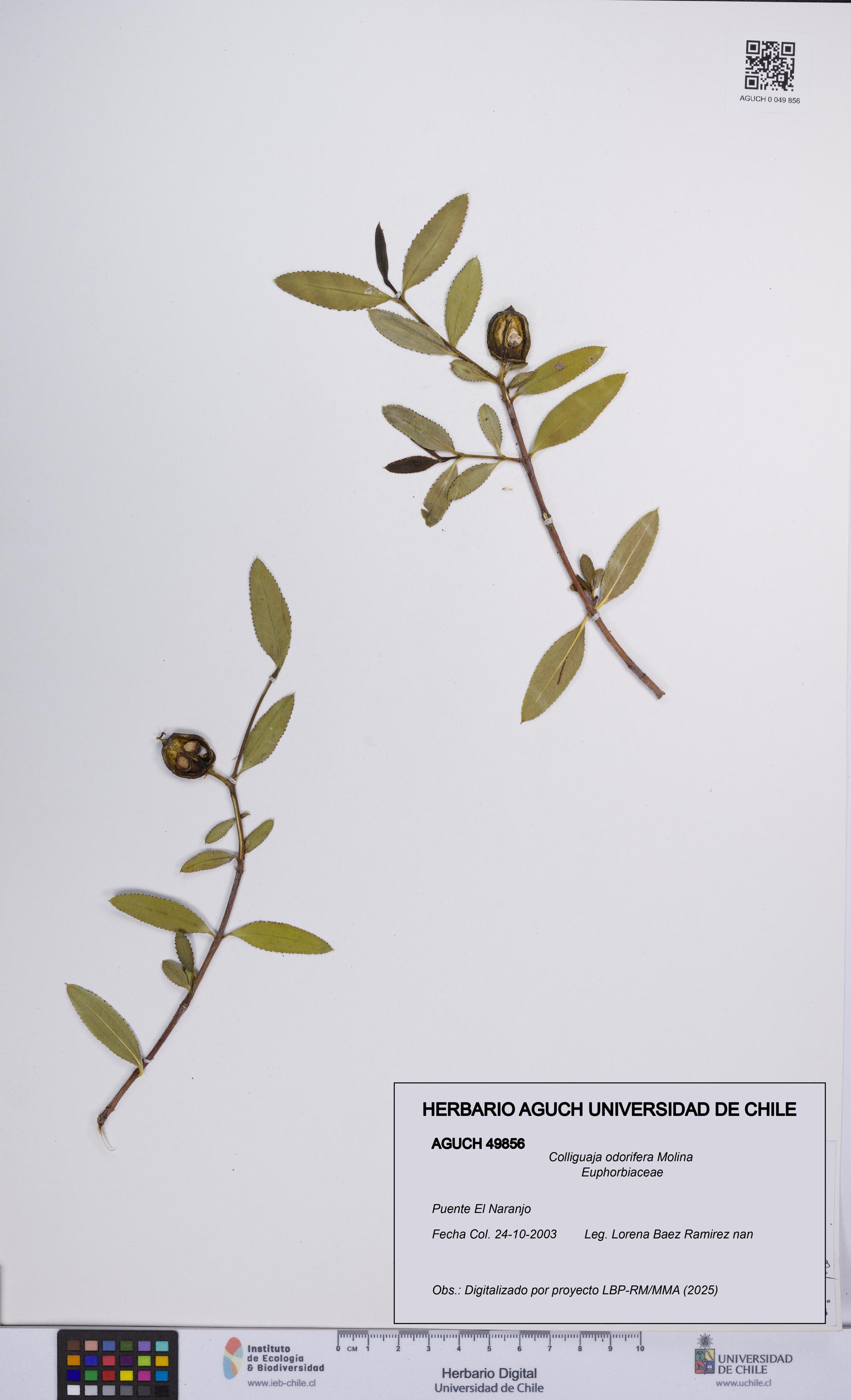 Colliguaja odorifera [Espécimen: UCH:AGUCH:0049856]