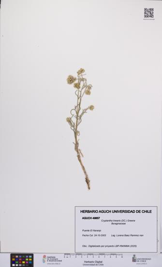 Cryptantha linearis [Espécimen: UCH:AGUCH:0049857]