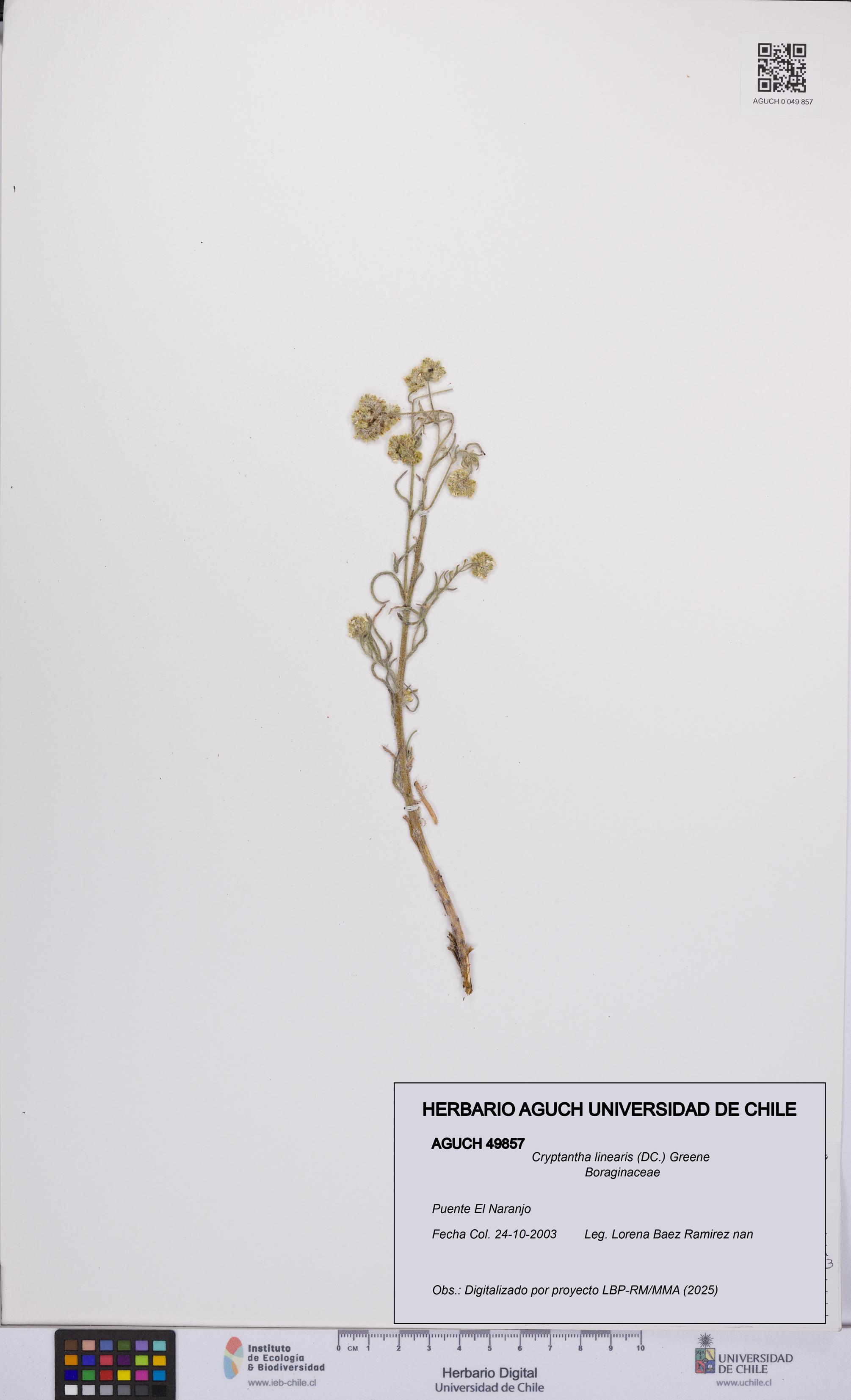 Cryptantha linearis [Espécimen: UCH:AGUCH:0049857]