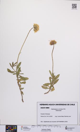 Haplopappus uncinatus [Espécimen: UCH:AGUCH:0049864]