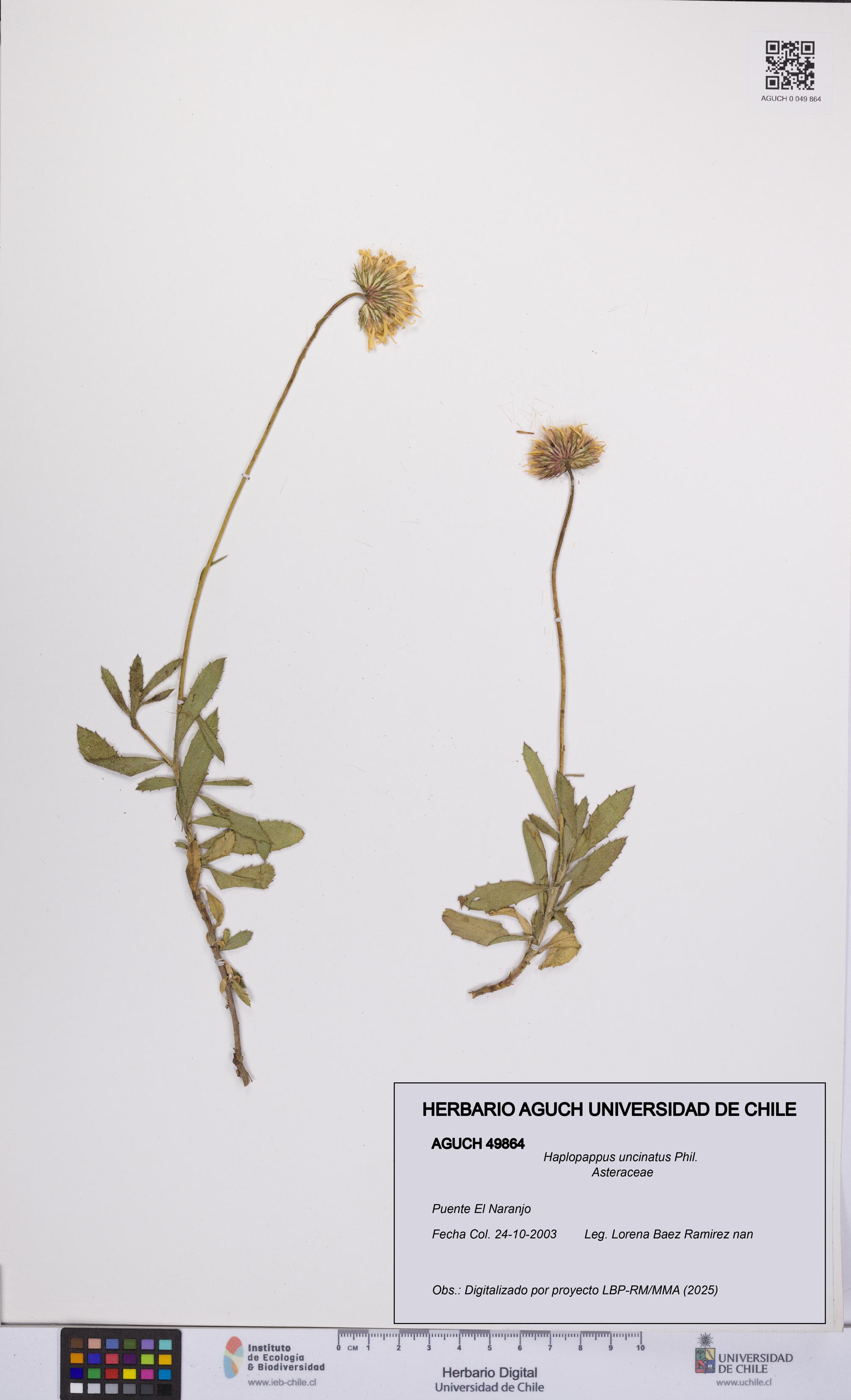 Haplopappus uncinatus [Espécimen: UCH:AGUCH:0049864]