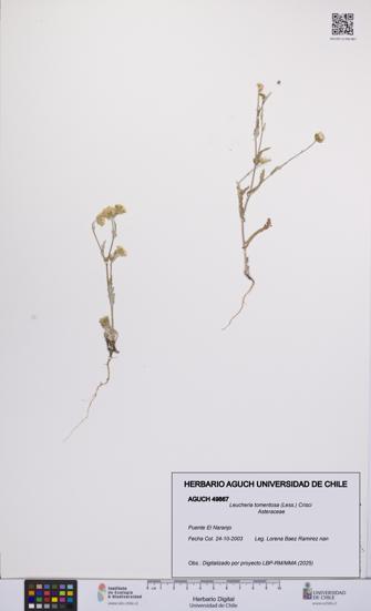 Leucheria tomentosa [Espécimen: UCH:AGUCH:0049867]