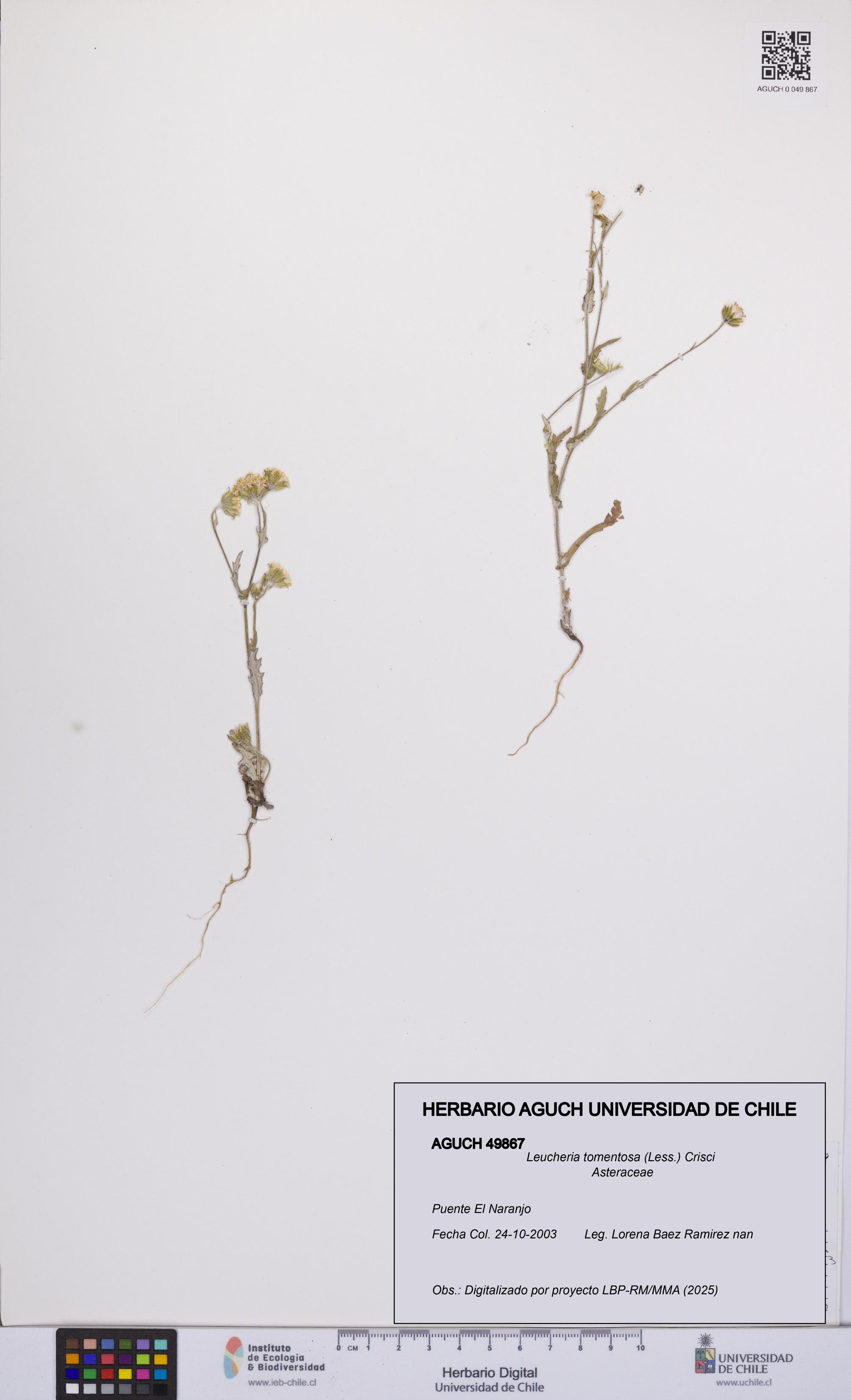 Leucheria tomentosa [Espécimen: UCH:AGUCH:0049867]
