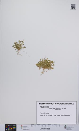 Oxalis laxa var. laxa [Espécimen: UCH:AGUCH:0049874]