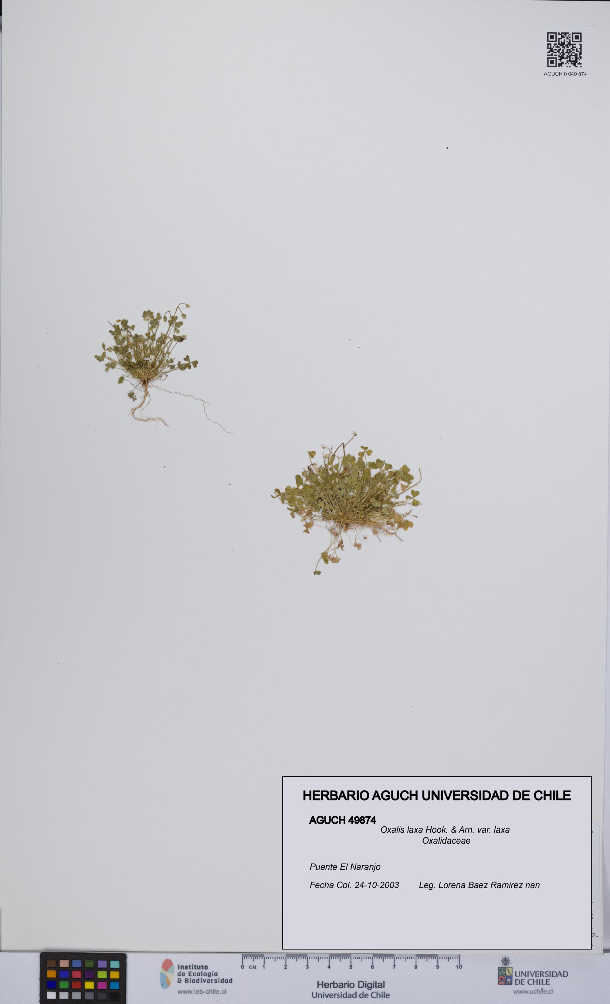 Oxalis laxa var. laxa [Espécimen: UCH:AGUCH:0049874]