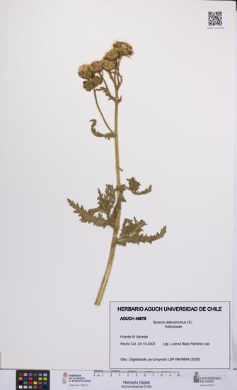 Senecio adenotrichius [Espécimen: UCH:AGUCH:0049878]