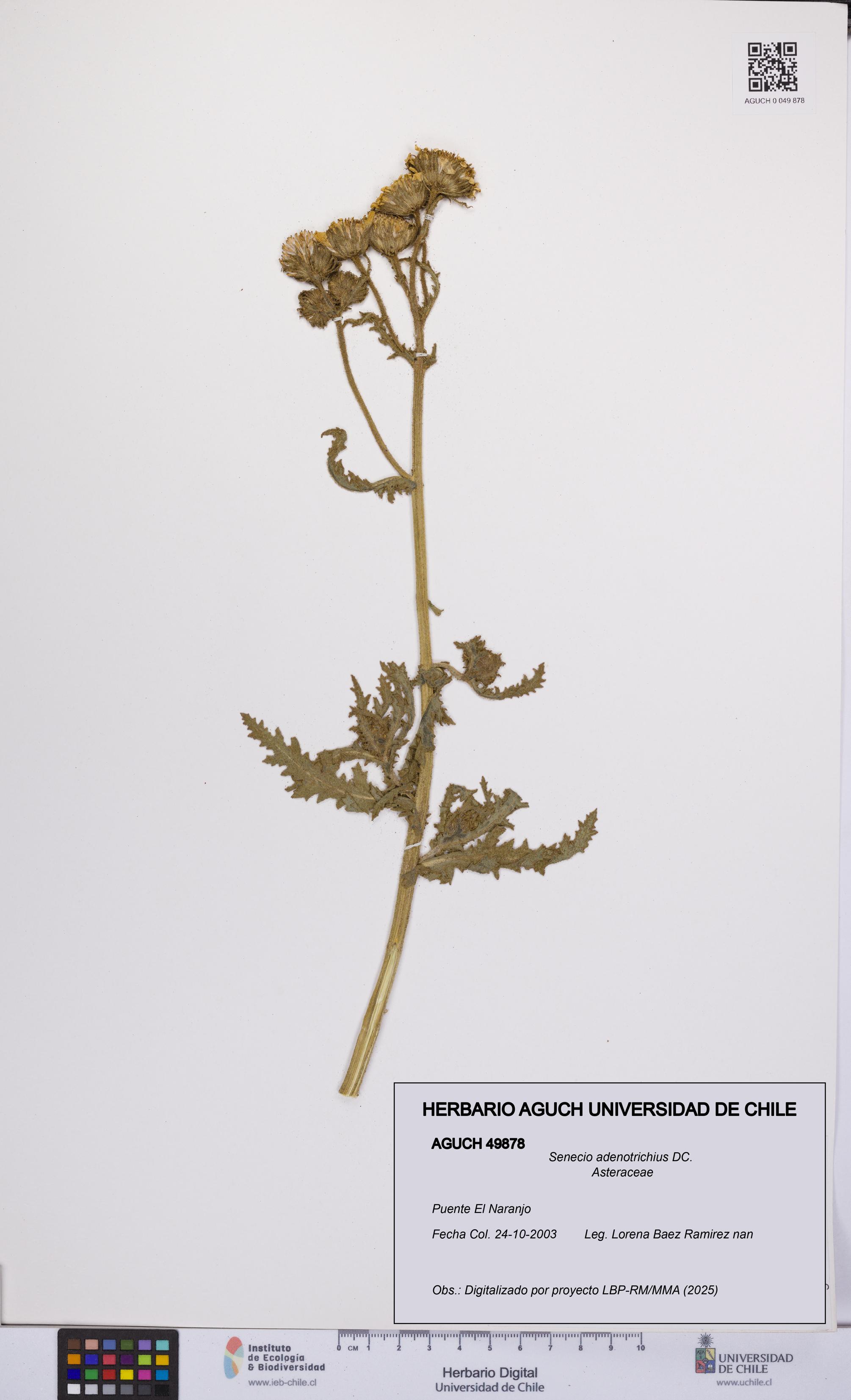 Senecio adenotrichius [Espécimen: UCH:AGUCH:0049878]