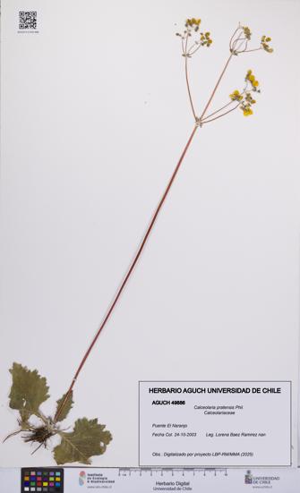 Calceolaria pratensis [Espécimen: UCH:AGUCH:0049886]
