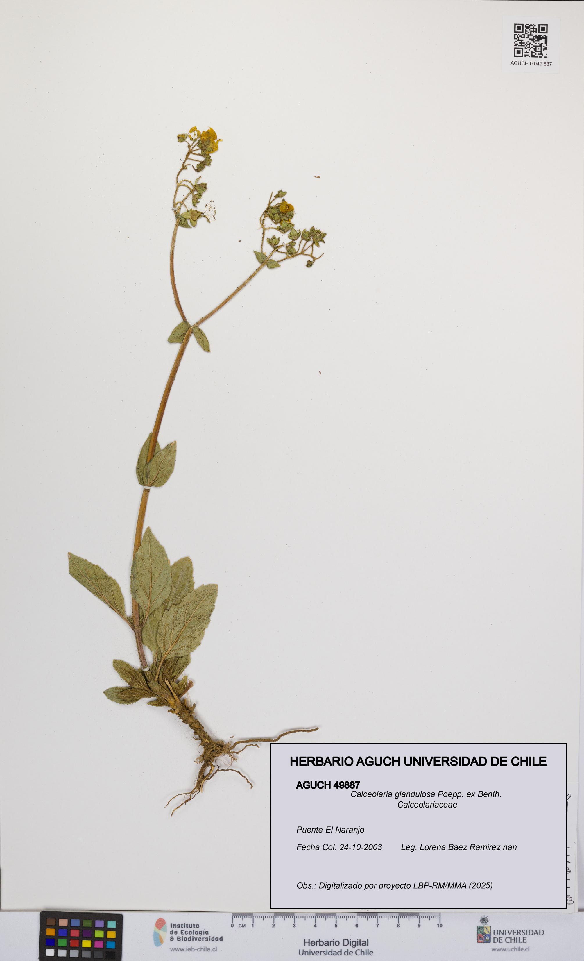 Calceolaria glandulosa [Espécimen: UCH:AGUCH:0049887]