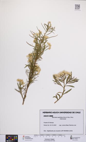 Baccharis salicifolia [Espécimen: UCH:AGUCH:0049888]