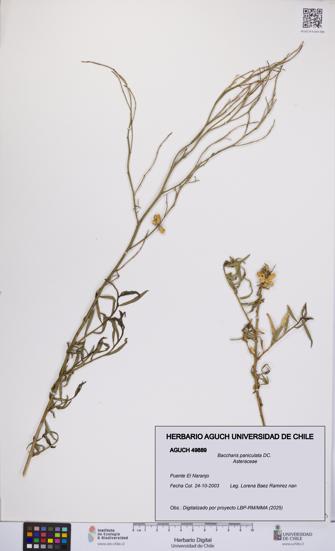 Baccharis paniculata [Espécimen: UCH:AGUCH:0049889]