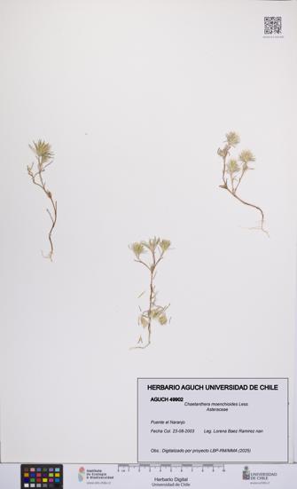 Chaetanthera moenchioides [Espécimen: UCH:AGUCH:0049902]