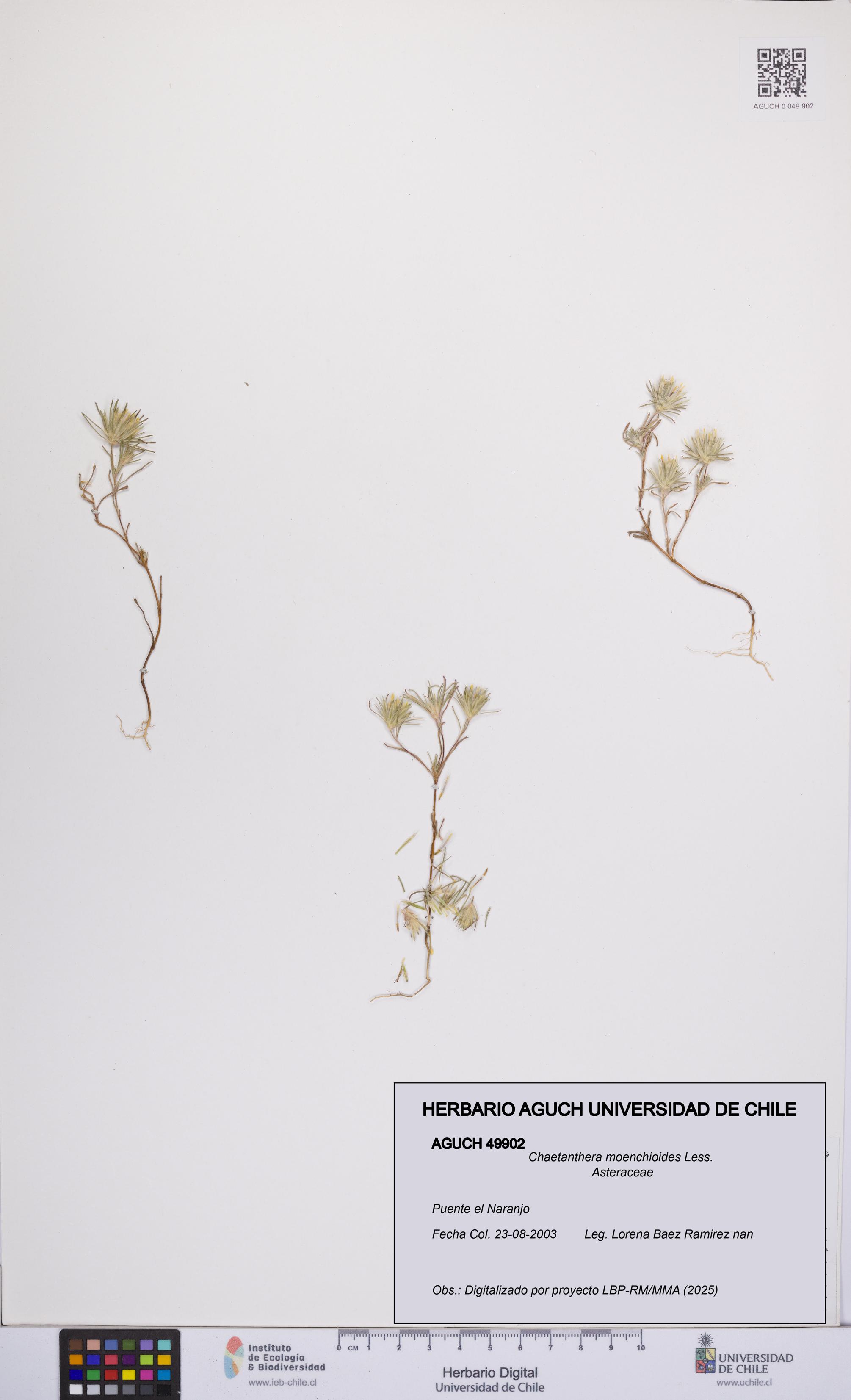 Chaetanthera moenchioides [Espécimen: UCH:AGUCH:0049902]