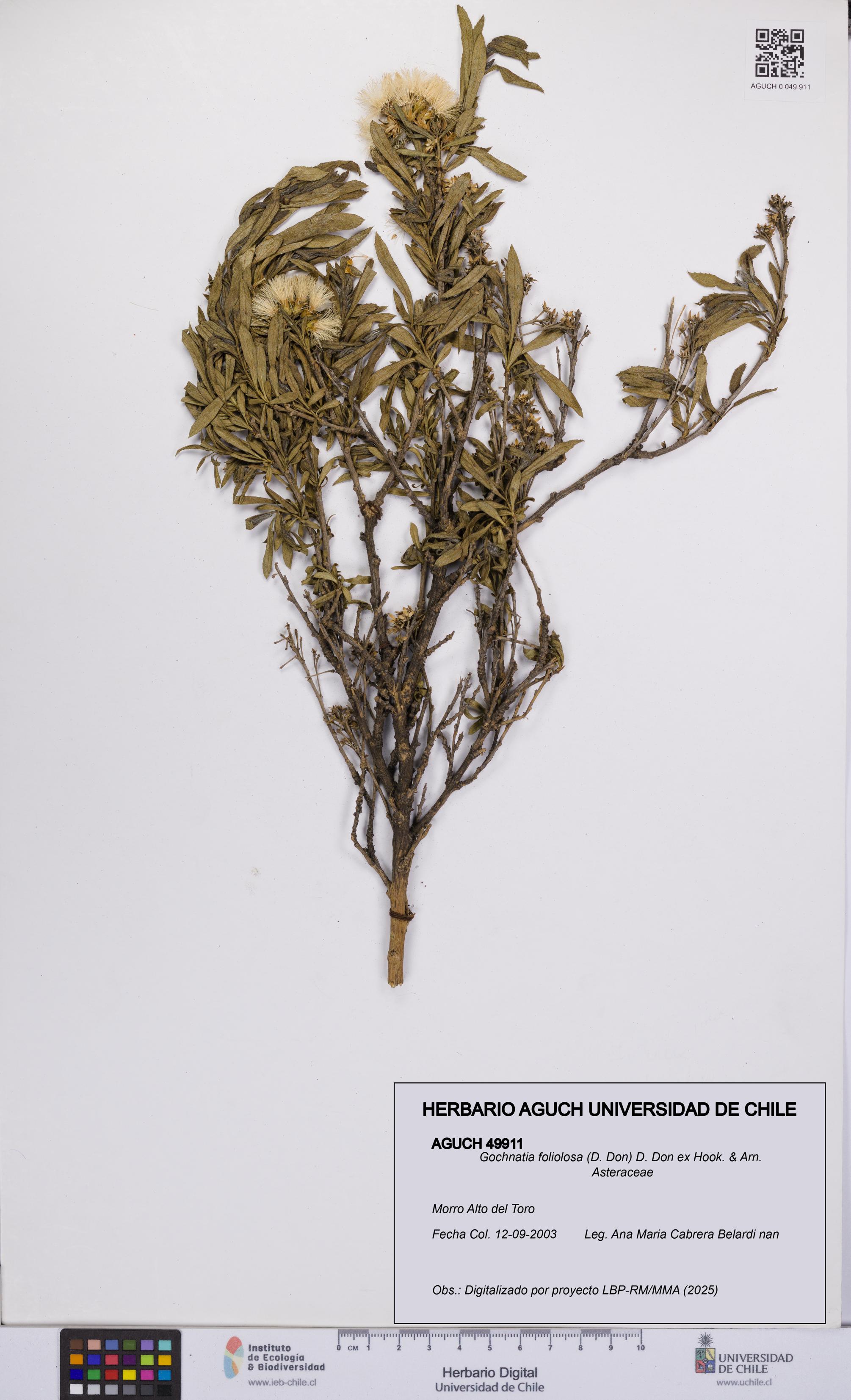 Gochnatia foliolosa [Espécimen: UCH:AGUCH:0049911]