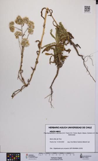 Pseudognaphalium cabrerae [Espécimen: UCH:AGUCH:0049912]