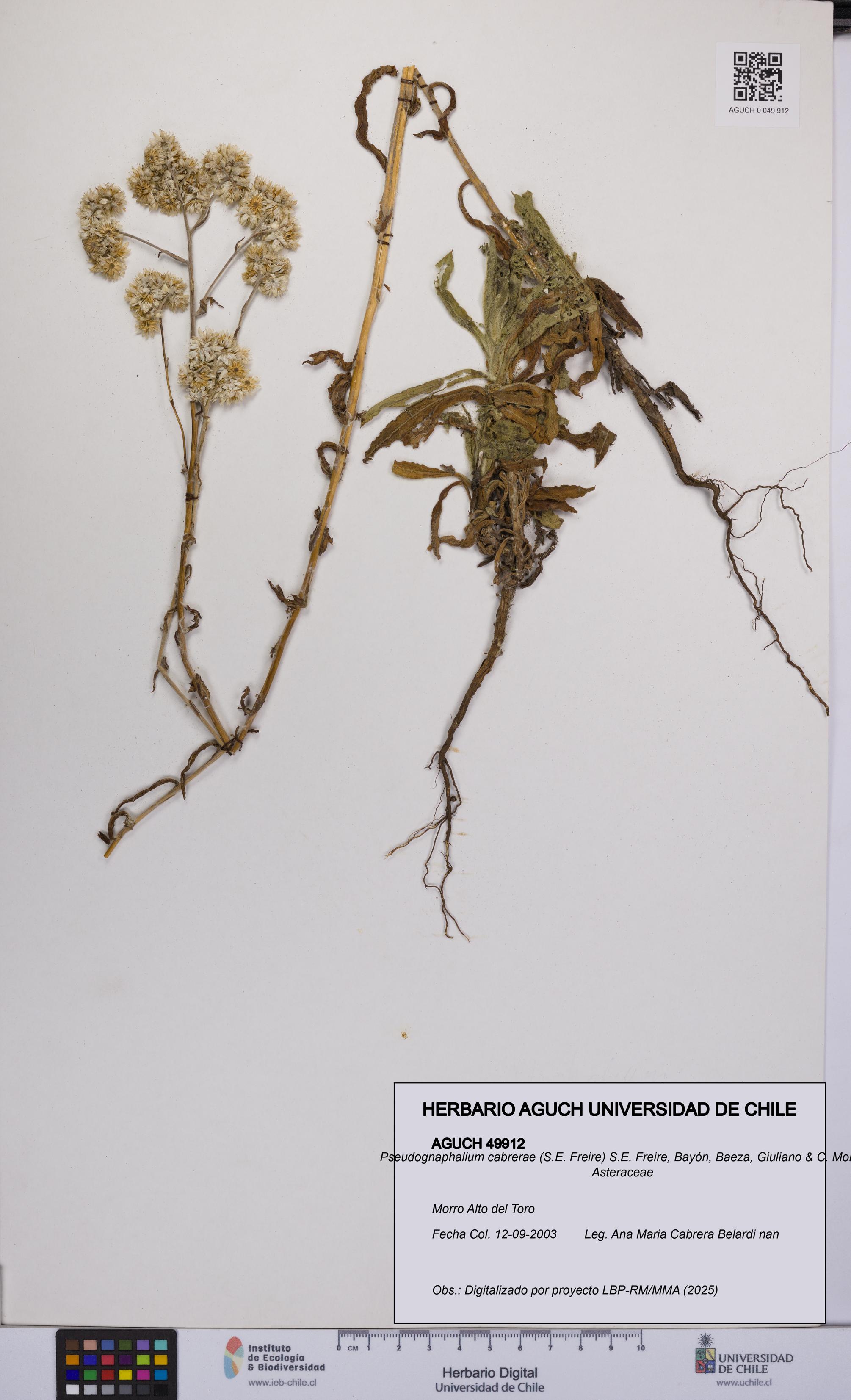 Pseudognaphalium cabrerae [Espécimen: UCH:AGUCH:0049912]