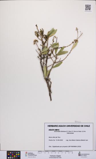 Gochnatia foliolosa [Espécimen: UCH:AGUCH:0049913]