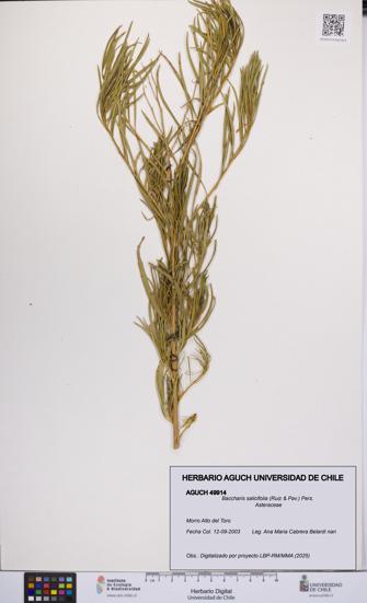Baccharis salicifolia [Espécimen: UCH:AGUCH:0049914]