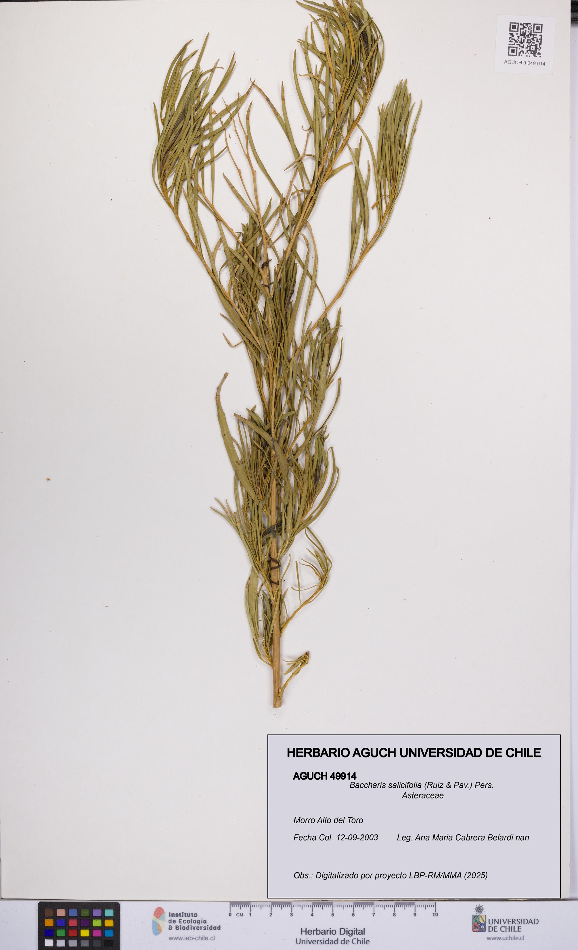 Baccharis salicifolia [Espécimen: UCH:AGUCH:0049914]