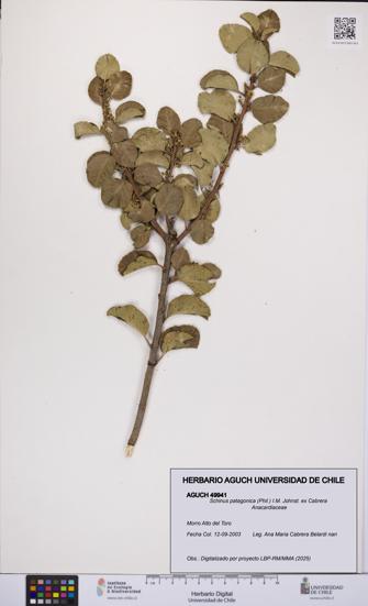 Schinus patagonica [Espécimen: UCH:AGUCH:0049941]
