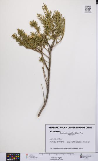 Baccharis linearis [Espécimen: UCH:AGUCH:0049952]