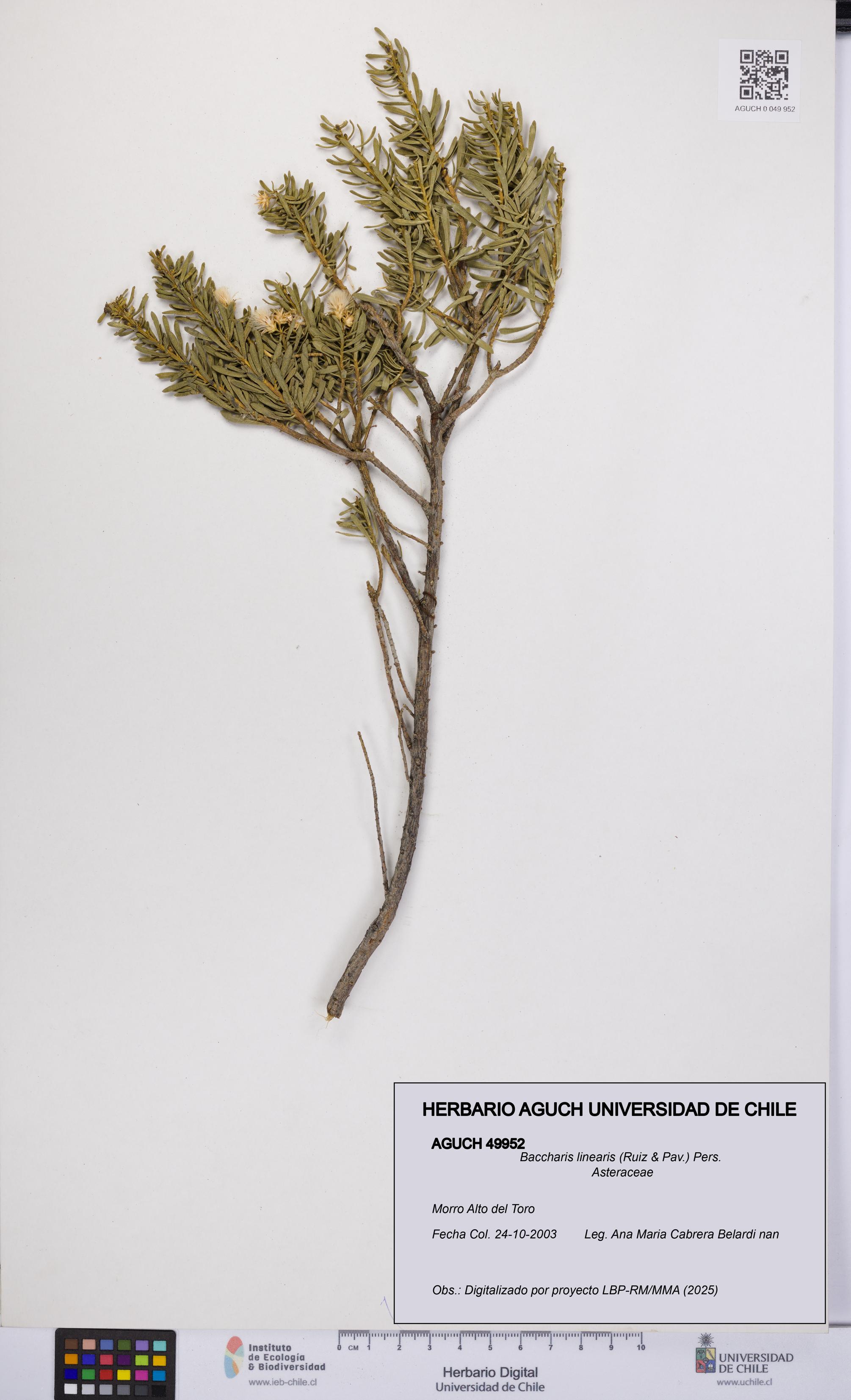 Baccharis linearis [Espécimen: UCH:AGUCH:0049952]