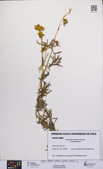 Calceolaria thyrsiflora [Espécimen: UCH:AGUCH:0049957]