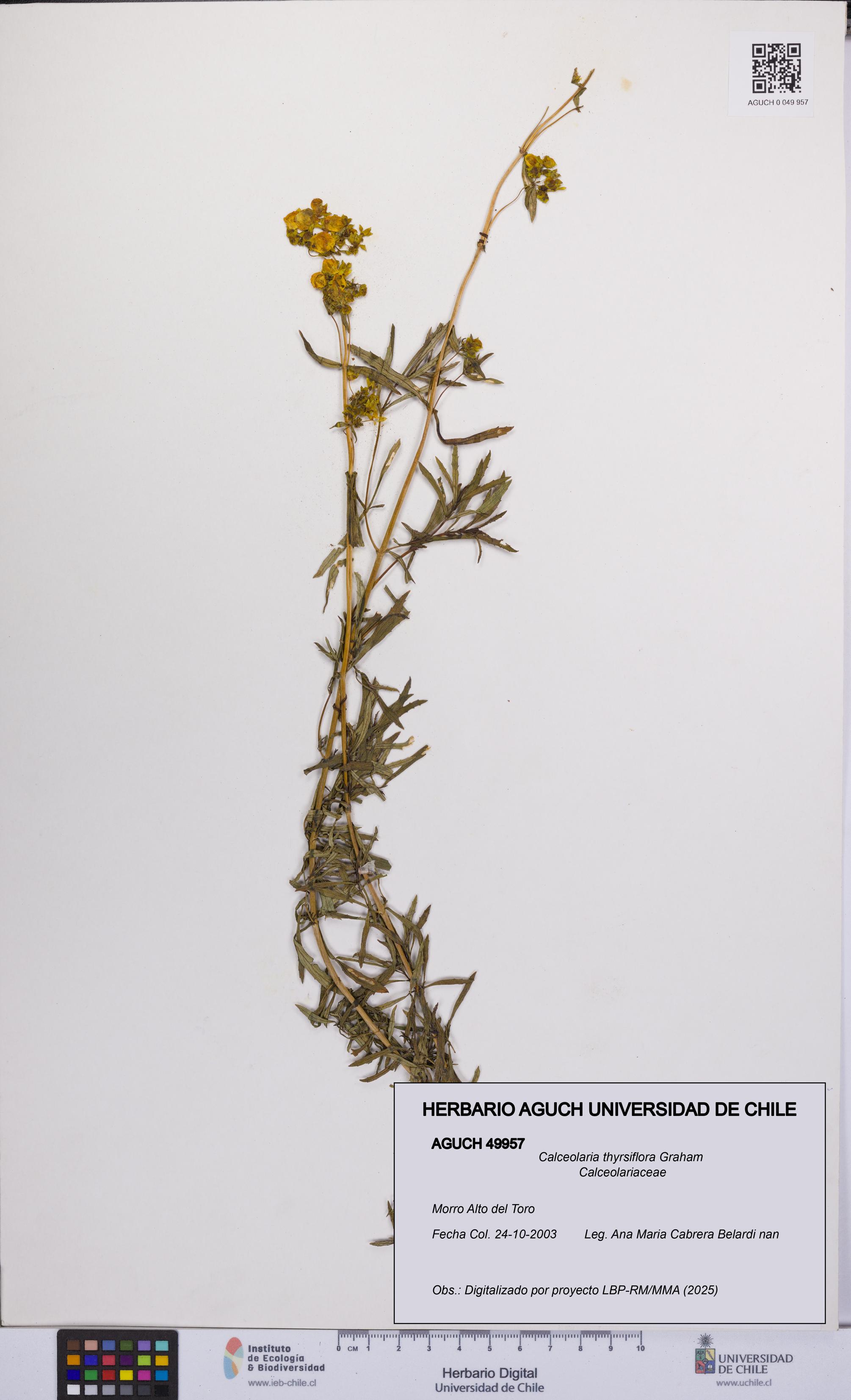 Calceolaria thyrsiflora [Espécimen: UCH:AGUCH:0049957]