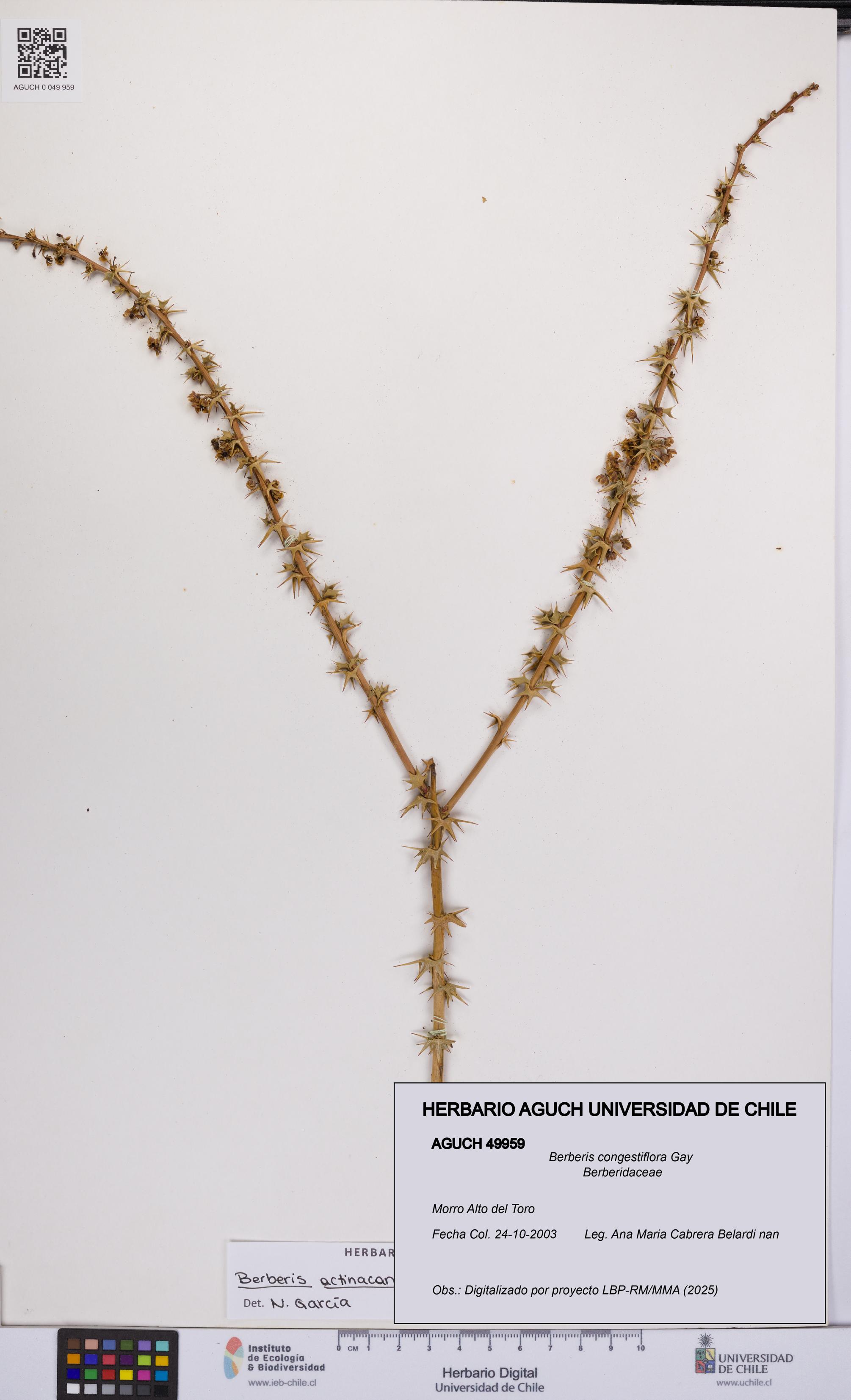 Berberis congestiflora [Espécimen: UCH:AGUCH:0049959]