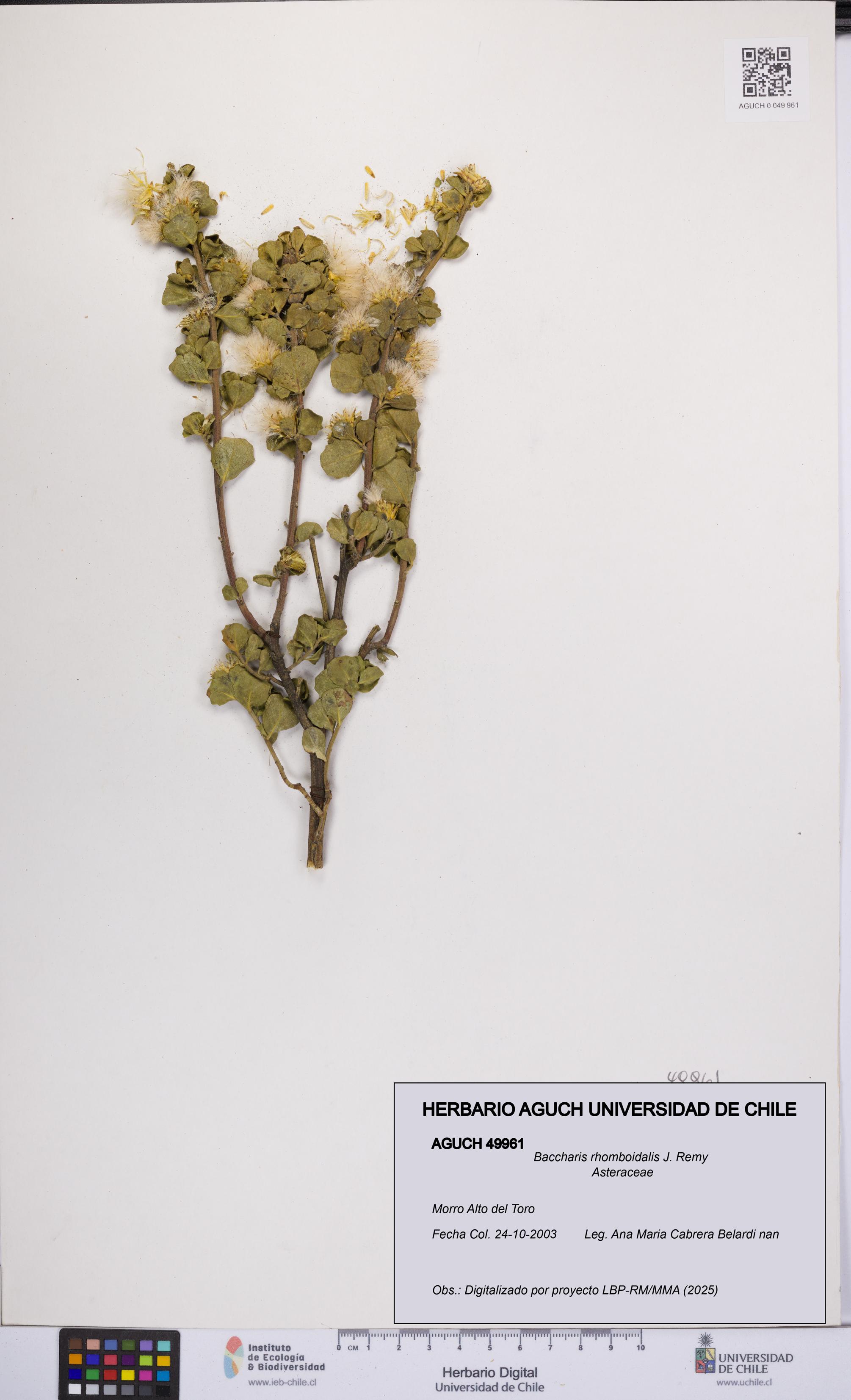 Baccharis rhomboidalis [Espécimen: UCH:AGUCH:0049961]