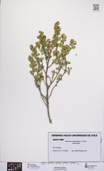 Baccharis rhomboidalis [Espécimen: UCH:AGUCH:0049981]