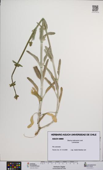 Stachys albicaulis [Espécimen: UCH:AGUCH:0049983]