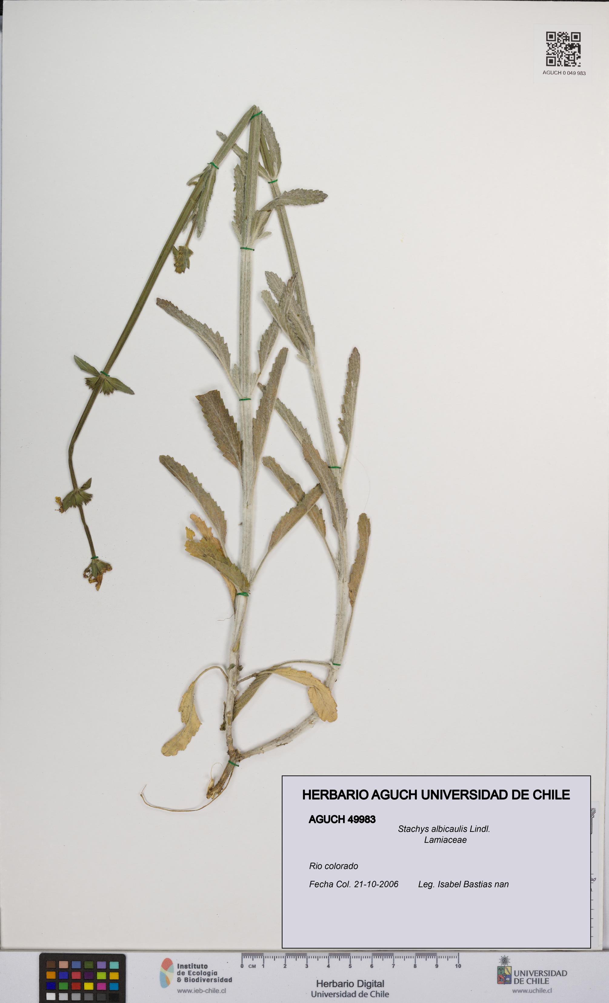 Stachys albicaulis [Espécimen: UCH:AGUCH:0049983]