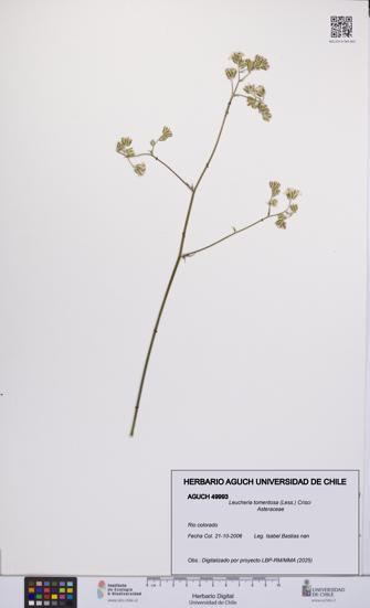 Leucheria tomentosa [Espécimen: UCH:AGUCH:0049993]