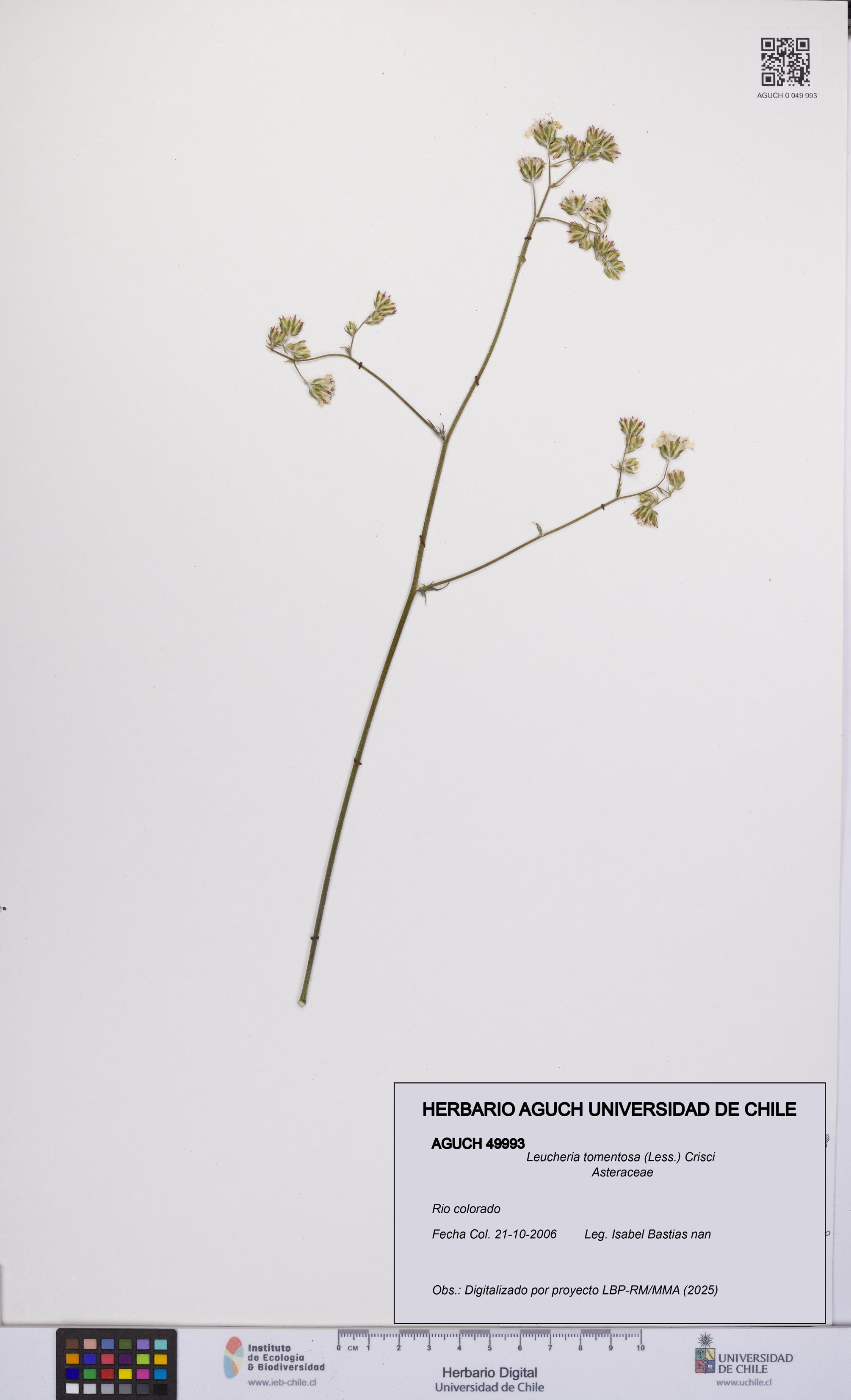 Leucheria tomentosa [Espécimen: UCH:AGUCH:0049993]